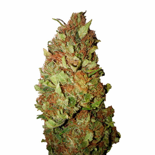 Sour Tsunami CBD+ > CBD+ Buds | CBD cannabis seeds  |  Sativa